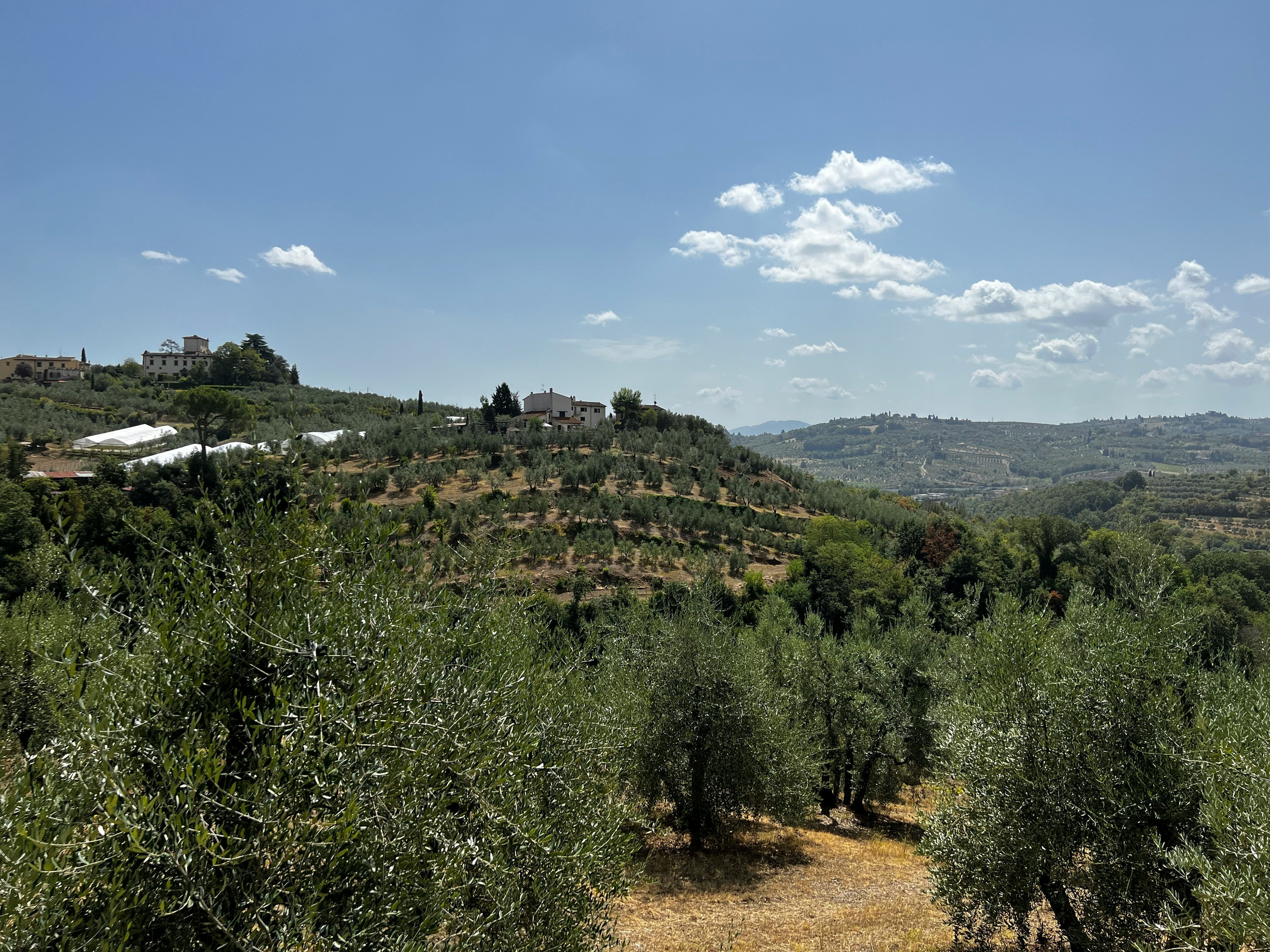 Provence Behind the Scenes: An Olive Story